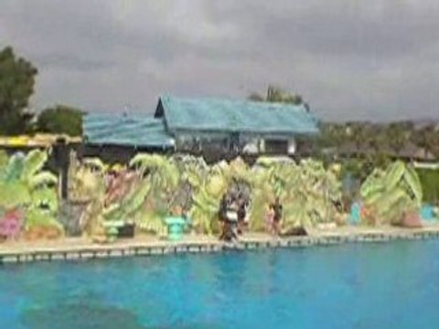 Les otaries du Marineland