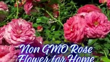 Red Rose Seeds 20 Pack – Non GMO Rose Flower for Home Garden Plants