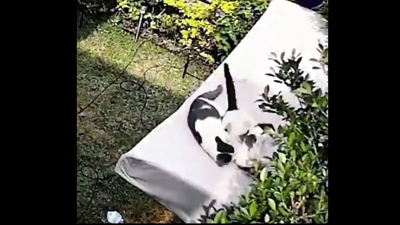 daily funny videos