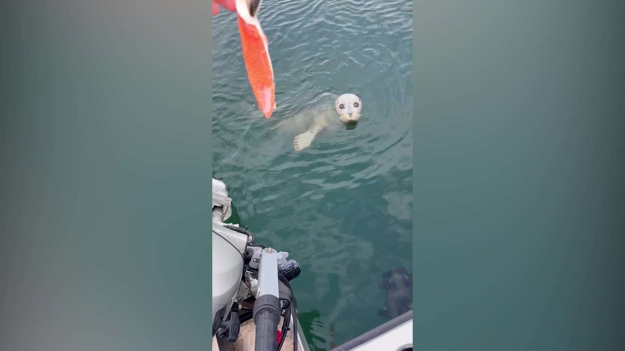 Mother and Baby Seal Swim Up to Boat for a Snack