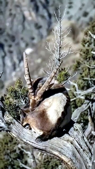 Markhor pakistan gilgit