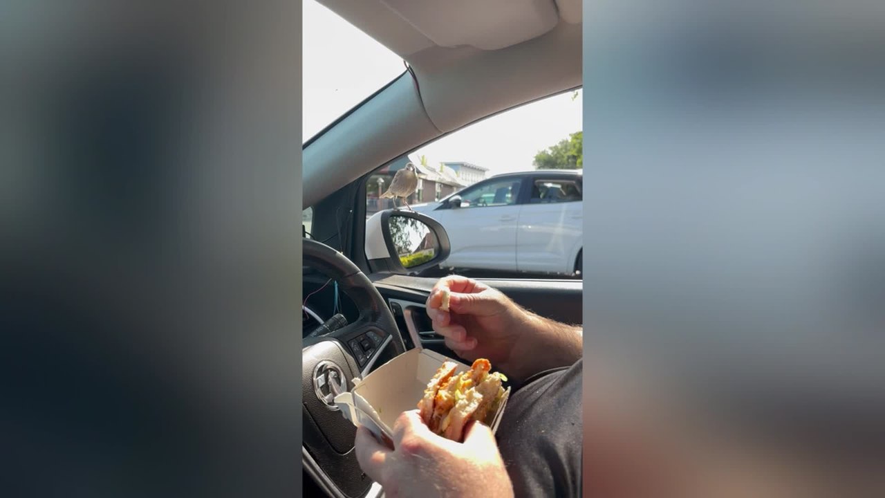 Cheeky Birds Take Turns Collecting Mcdonalds From Car Window