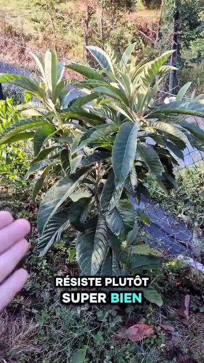 Semis de Néflier du Japon #arbre #semis #jardinage #potager #jardin