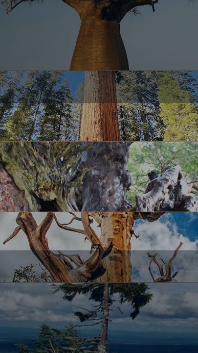 TOP 5 des arbres les plus vieux du monde 🌳