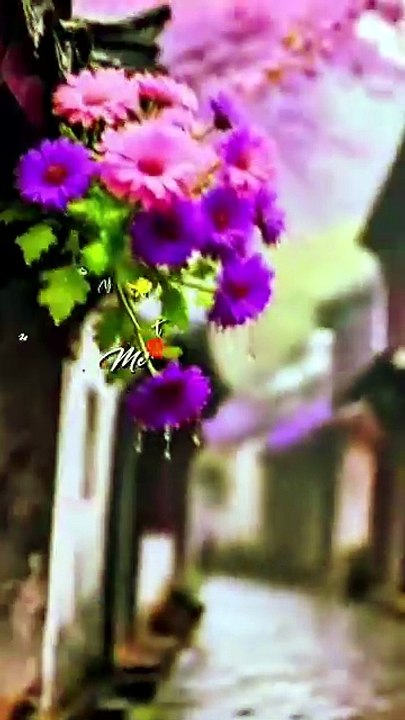 Necher video