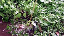 CEDHJ publica listado de colonias que podrían acceder a descuentos por agua