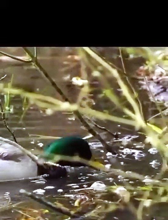 #duck hunting season