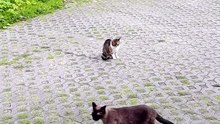 Sneaking by... because the boss is watching. 😼👀 #cats #funnycats #catlovers