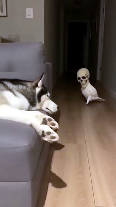 Funny video