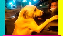 ¡Indignación! Perrito intentó regresar con su dueña tras presunto abandono