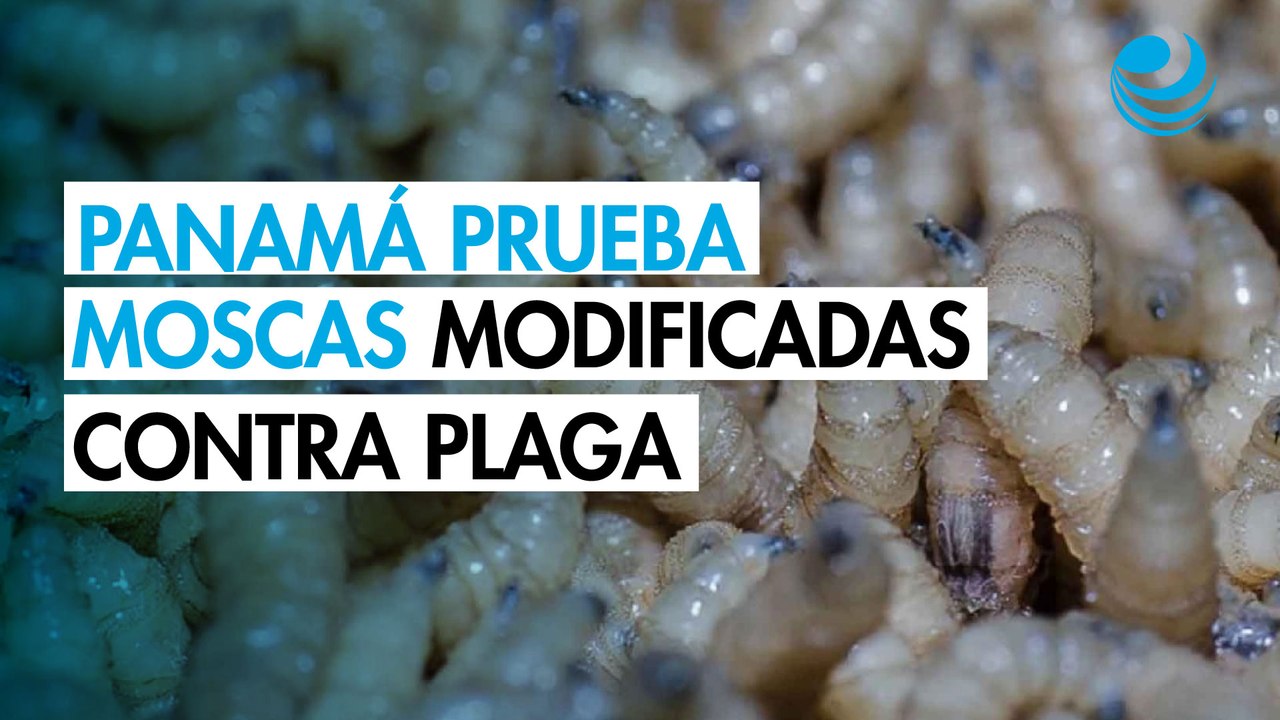 EU realiza pruebas con moscas transgénicas para combatir al gusano barrenador del ganado