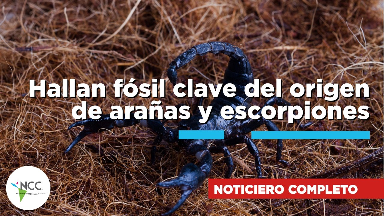 Hallan fósil clave del origen de arañas y escorpiones | 884 |  27 de julio al 02 de agosto de 2026