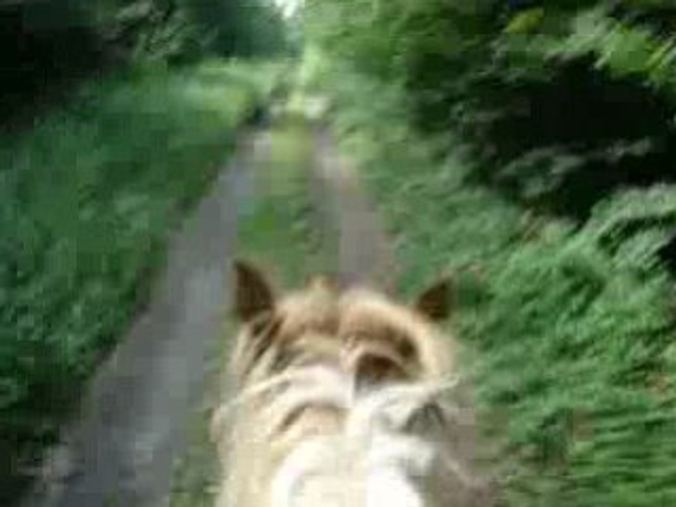 galop au nonenbruch
