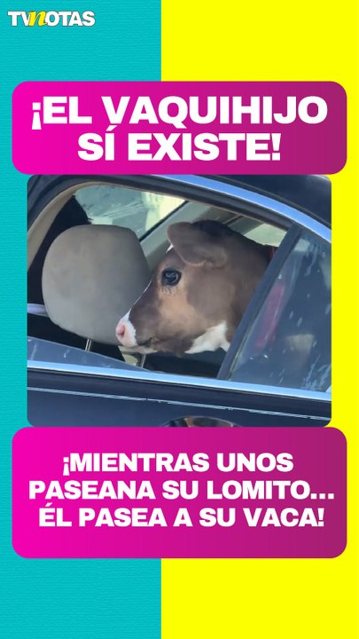 ¡El vaquihijo sí existe! Captan a un hombre paseando a su vaquita