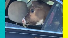 ¡El vaquihijo sí existe! Captan a un hombre paseando a su vaquita