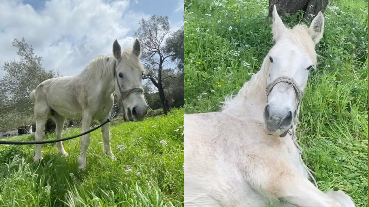 Heartbreaking Rescue: Equine Suffering in Corfu