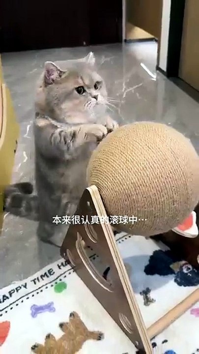 Cat cuty 003  #petsfofinhos #cats #cat #catshorts #catshort #catvideo #catvideos #gato