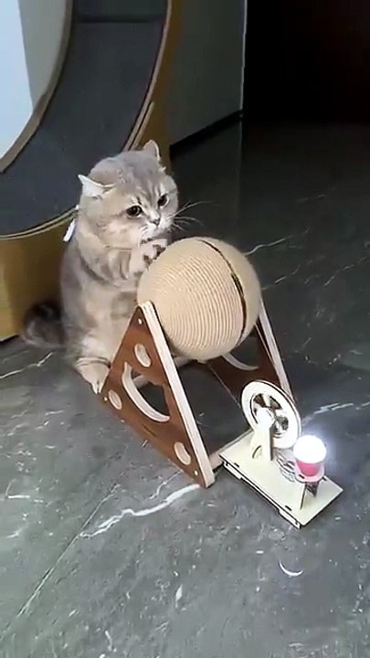 Cat cuty 001 #cat #catshorts #catvideos #catsvideo #petsfofinhos #gatinhaestrelinha