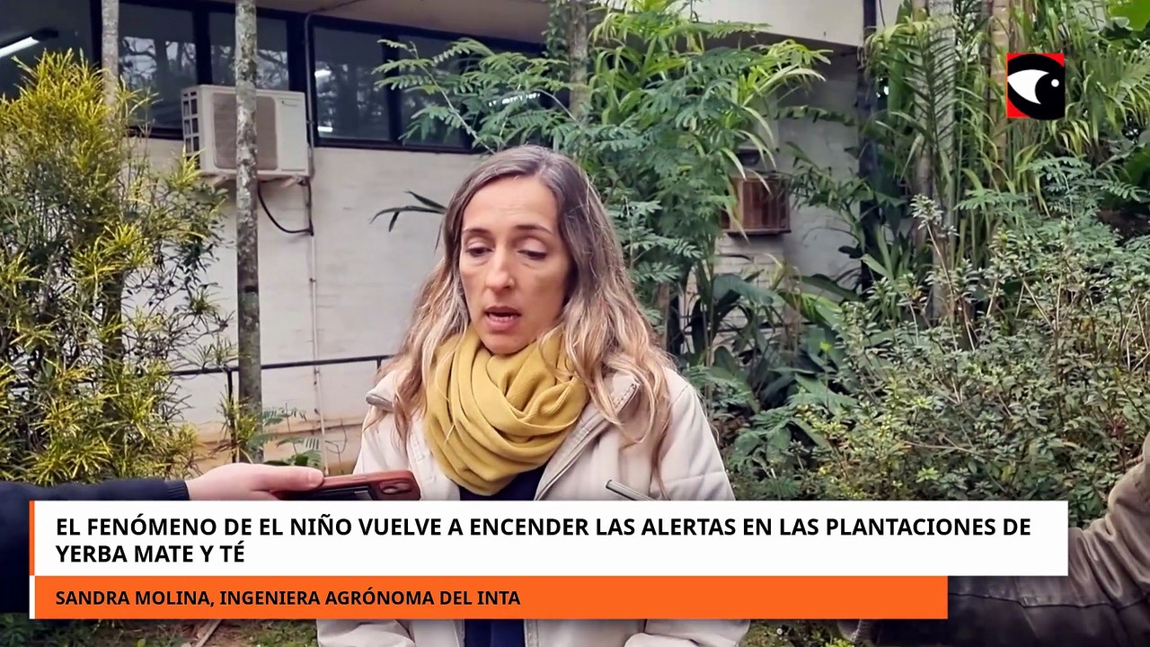 EL FENÓMENO DE EL NIÑO VUELVE A ENCENDER LAS ALERTAS EN LAS PLANTACIONES DE YERBA MATE Y TÉ