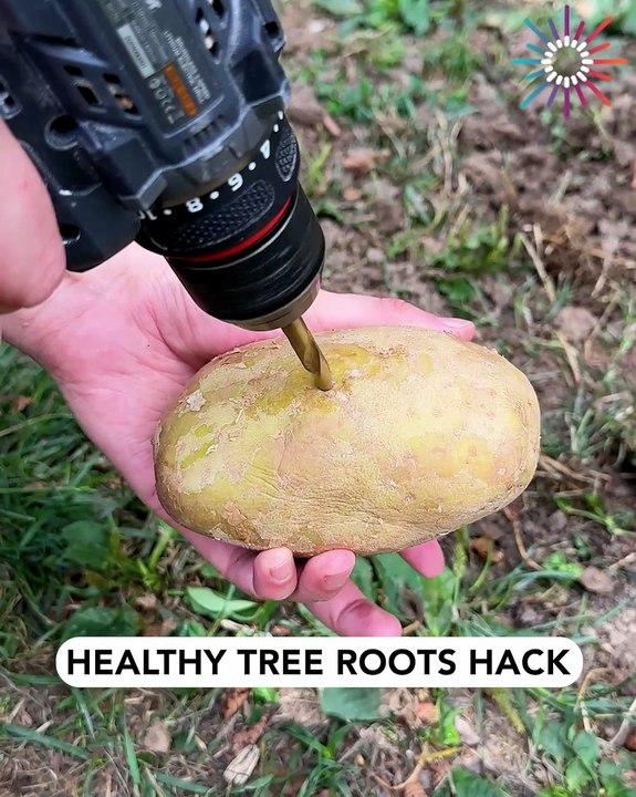 How to properly plant a potato🥔