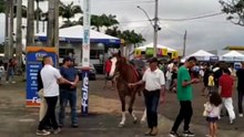 Animais no Parque de Exposição