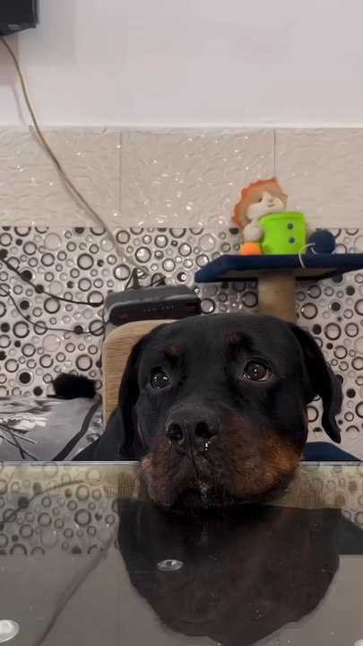 Dog lover