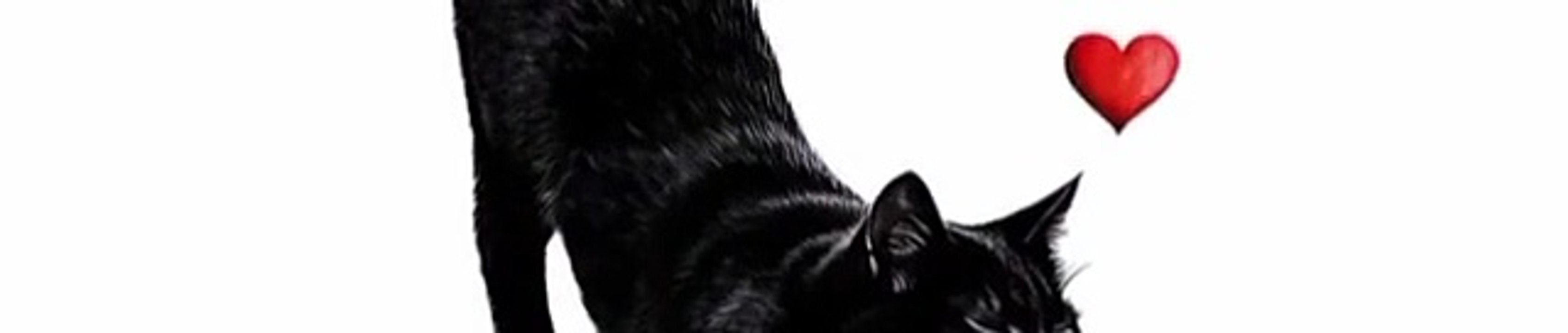 funny cats gif - 2