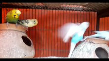 why budgies throw their eggs