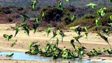 why budgies are not breeding