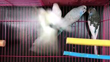 why budgies die suddenly