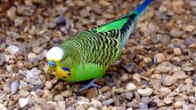 how can i tame my budgie