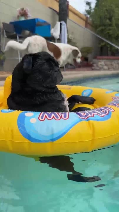 Dog Floats Around Pool