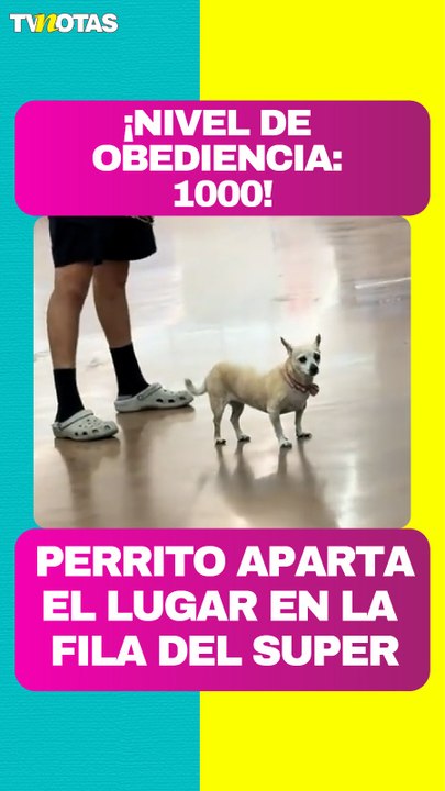 El lomito más obediente: pequeño chihuahua se forma en la fila del super