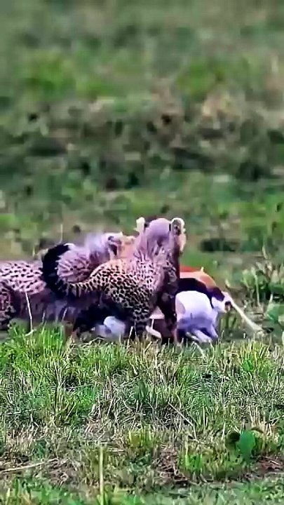 The Journey of a Predator: From Inexperienced Cubs to Master Hunters