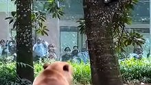 Chuva De Jaca No Recinto Gorila E Urso Pardo #viral  #animals #selvagem #wildlife #natureza #gorila