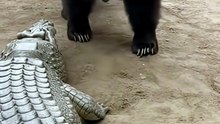 Brown Bear vs Crocodile The Epic Battle #shorts #shortvideo #zoo #wildlife