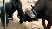 Búfalo vs Gorila Confronto Brutal #shorts #shortvideo #zoo #wildlife