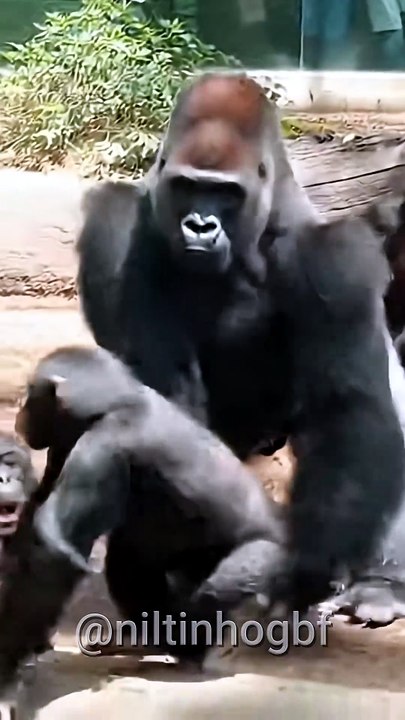 Caos Total No Recinto Dos Grandes Primatas  #viral #animals #wildlife #selvagem #natureza #gorila