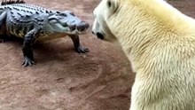 Crocodilo vs Urso Polar #shorts #shortvideo #zoo #wildlife