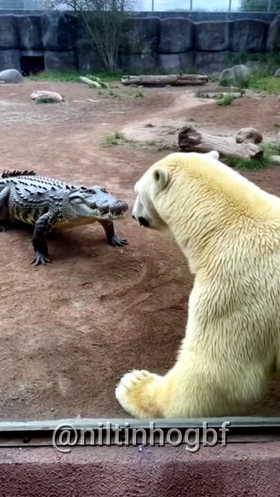 Crocodilo vs Urso Polar #shorts #shortvideo #zoo #wildlife