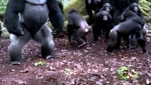 Confusão Na Floresta Dois Gorilas Unidos Contra Um Grupo De Chimpanzés  #viral #selvagem #natureza