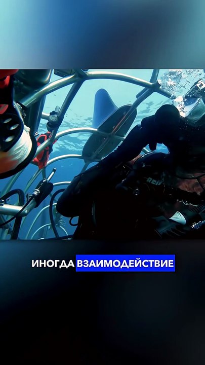 The Intelligence of Sharks