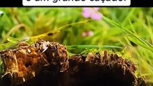 Animal cego e surdo e um grande caçador