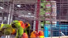 Colourful Parrots in a Cage | Beautiful & Vibrant Birds | MindTrekVlog