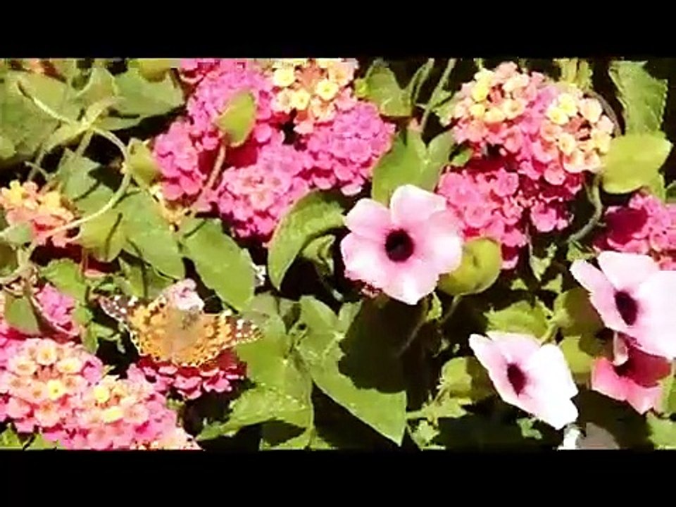 【repelis-hd】 ― Ver! Plants Pelicula Completa En Español Y Latino Gratis