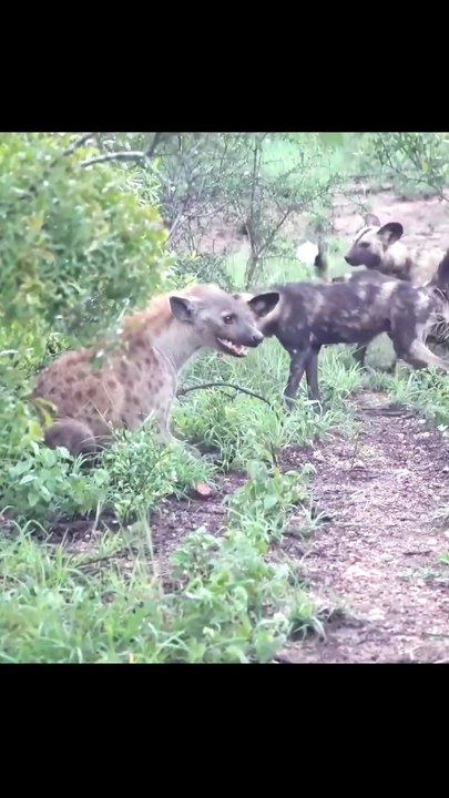 Breathtaking Safari Video Of African Wild Dog Pack Swarming And Mobbing A Spotted Hyena