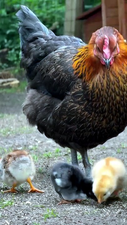 Morning With The Hen And Her Chicks
