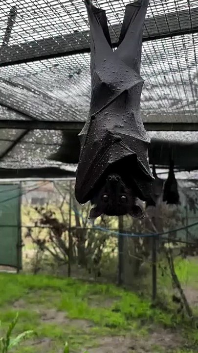 The BlackBat