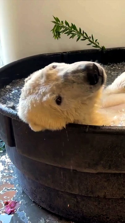 The Bear Enjoys The Cold Bath