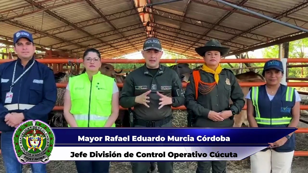 Incautan 28 cabezas de ganado provenientes de Venezuela sin los permisos requeridos